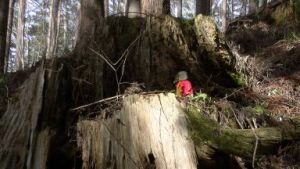杉の伐採跡に添えられた石仏